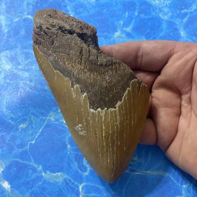 MEGALODON SHARK TOOTH 6.00” Huge Teeth Meg Scuba Diver Direct Fossil Nc