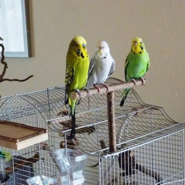 Papagei Trainingsspielzeug Papagei Holzstange Vogelständer Haustier Vogel Aras