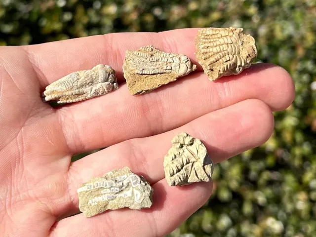 Alabama Fossil Crinoids LOT OF 5 Zeacrinus Pentaramacrinus Oklahomacrinus 2