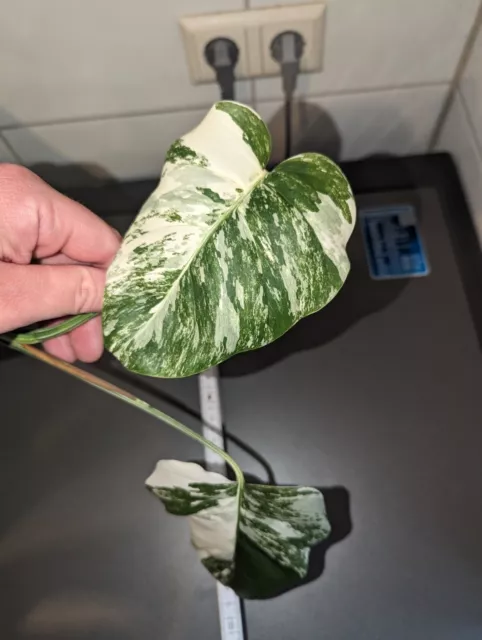 Monstera deliciosa borsigiana variegata Fensterblatt panaschiert Kopfsteckling