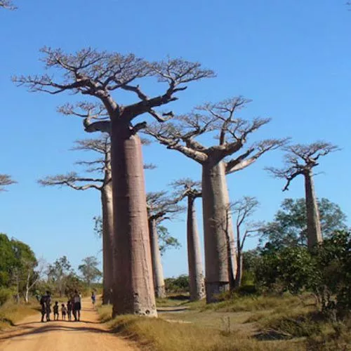 Graines / Seeds: Adansonia grandidieri / Baobab (15)