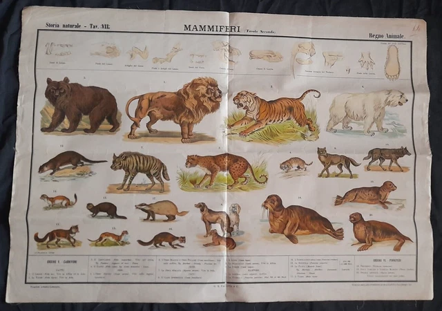 Poster didattico Regno Animale mammiferi Paravia orig.  1950/60 carta intelata