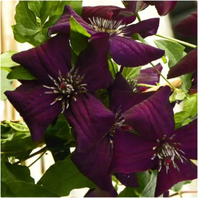 Clematis Viticella Dark Eyes X 3 Large Plug Plants for Potting on