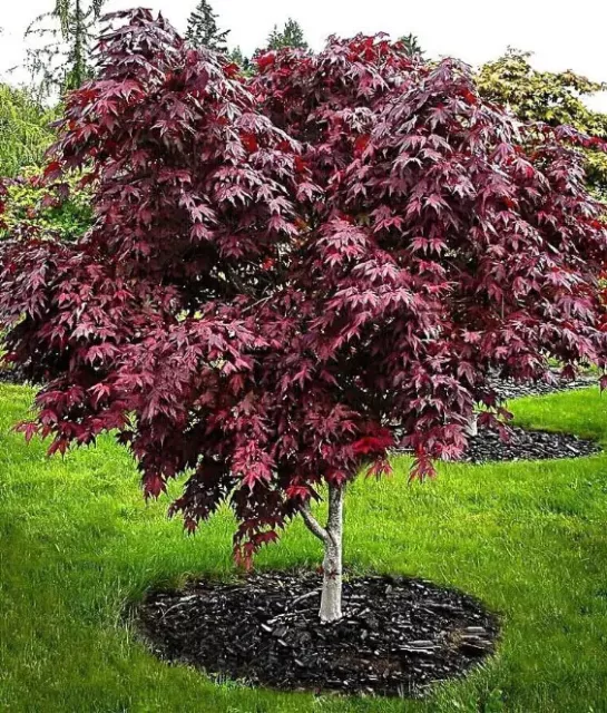 Bloodgood Japanese maple Acer Palmatum 'Bloodgood' ***LIVE***