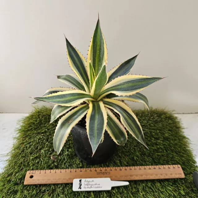 AGAVE LOPHANTHA QUADRICOLOR - SUCCULENT - 27cm x 23cm  (24204)