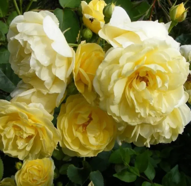 10x Graine De Rosier Grimpant Jaune - 10x Climbing Yellow Rose rosebush seeds