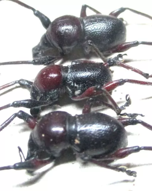 L012 WLDS | MI : Metapocyrtus species? 3pcs. 11mm-14mm A-/A1/A1