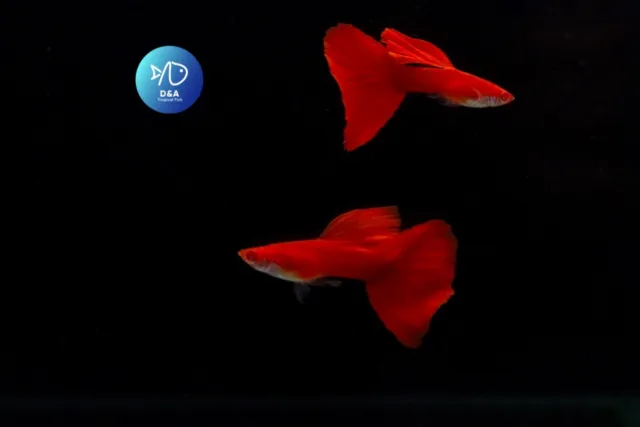 2x Male - Albino Full Red DBS - High Quality Live Guppy Fish Great A +++++