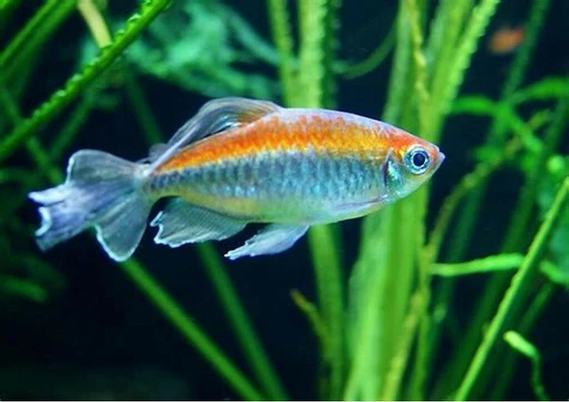 Congo Tetra - (Phenacogrammus interruptus) - Live Freshwater Fish 2