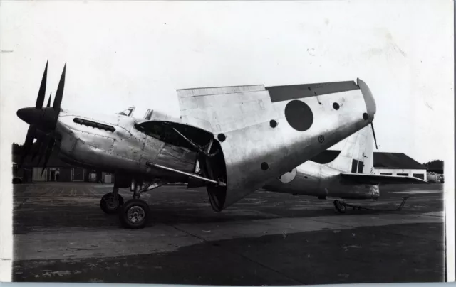 Short Sturgeon Vintage Press Photo