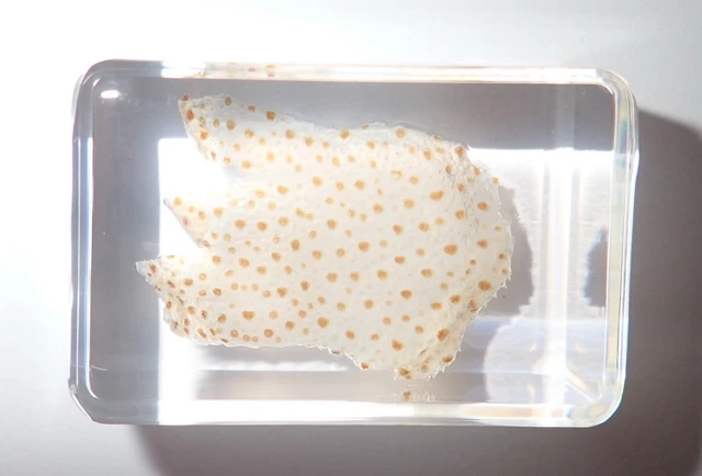 Sand Jellyfish in Small Clear Paperweight Marine Education Specimen