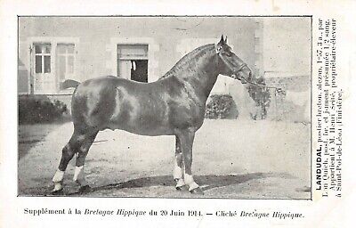 CPA 29 BRETAGNE HIPPIQUE AU CHAMPIONNAT DES ETALONS POSTIERS A BREST 1912 