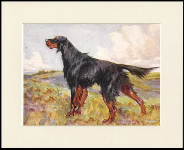 Gordon Setter Lovely Standing Dog Print Mounted Ready To Frame