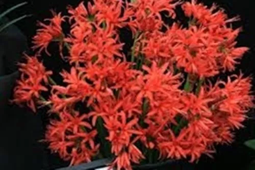 50 x Nerine Fothergilli red flowering sized bulbs Guernsey lily ideal cut flower