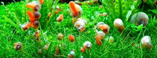 20x +5 FREE Aquarium Snails Ramshorn Bladder Trumpet Algae eater/tank Cleaner 2