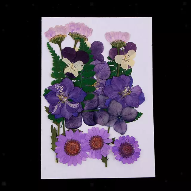 Multiple  Natural Dried Flowers DIY Scrapbooking Card Making