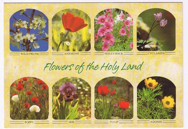Israel Postcard Flowers Of The Holy Land Hollyhock Tulip Adonis Poppy Anemone