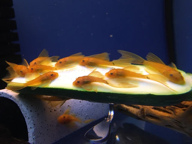 LONGFIN SUPER RED Bristlenose Pleco 1 inch+ (4 Pack) - with 2 BLOODLINES! LIVE! 3