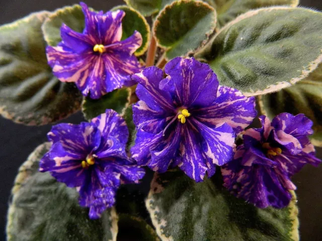 African Violet Plant "Cajun's Beautiful Oblivion"