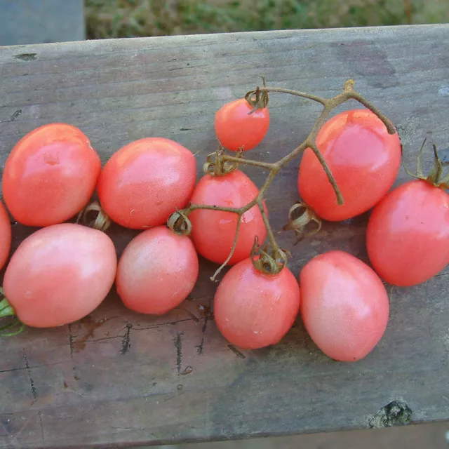 Tomato - Pearly Pink Cherry - 10+ seeds - ROSE and RICH! P 076