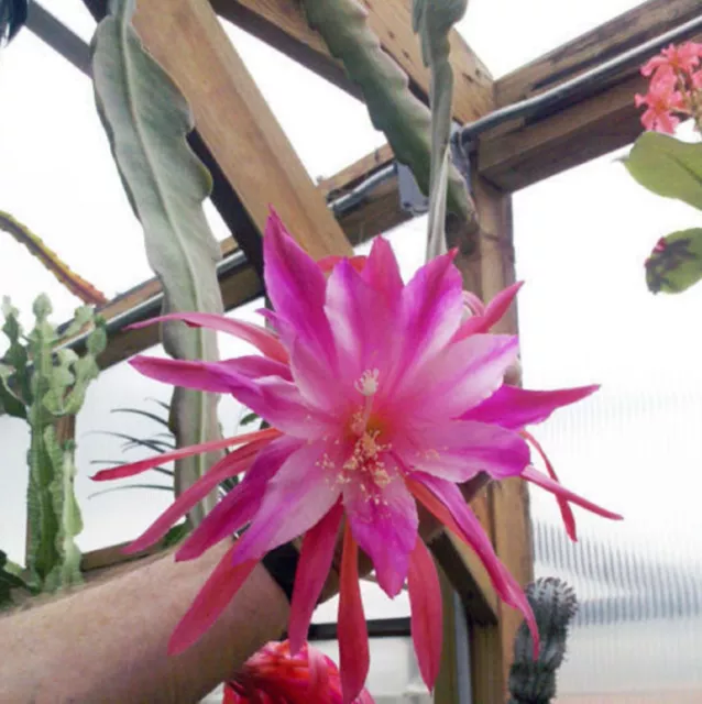 4 graines d' EPIPHYLLUM YOU'RE THE ONE H453 ORCHID CACTUS EPICACTUS SEEDS SEMI