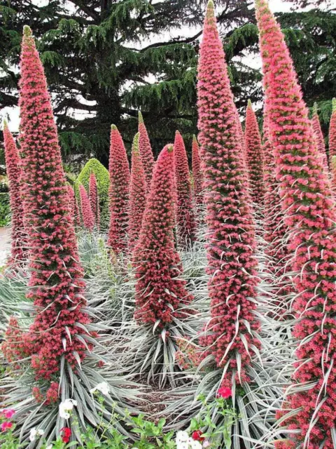 25 TOUR DE BIJOUX graines de fleurs colibri rouge lugloss Echium Wildpretii rubis