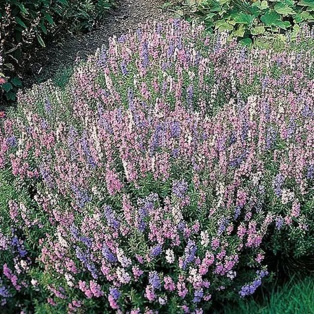 Hyssop - Hyssopus officinalis Tricolor Mix, Culinary Herb 100 seeds