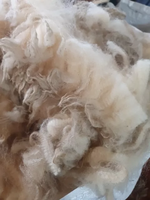 4.500kg White Perendale Lambs Raw Wool Fleeces Spinning Felting Weaving Crafts