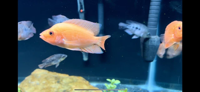 Red Devil Unsexed 2- 1/2  - 4 Inch Cichlid (Amphilophus labiatus)  - Live