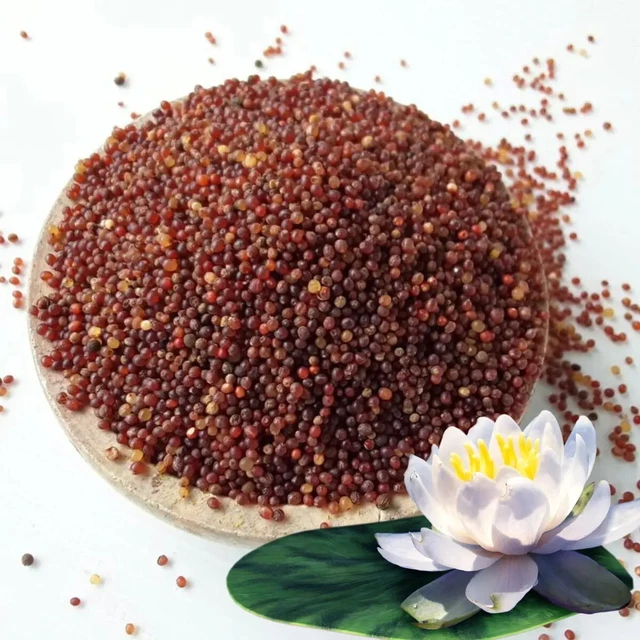 CEYLON WATER LILY Rice/Olu Rice/Nymphaea Stellata Seeds 100% Organic ...