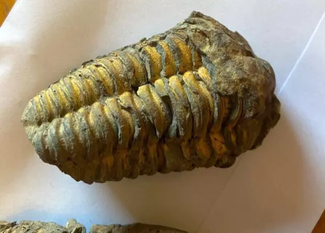 TRILOBITEN X 2 FOSSILIEN EINS 7 CM mal 5 EINS 7 mal 5 CM.