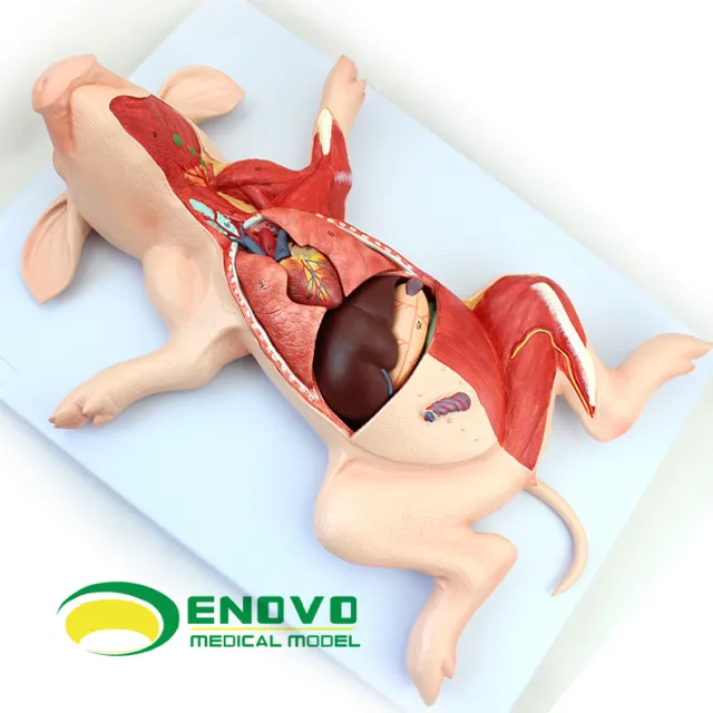 Pig anatomy model embryonic organs visceral muscle nerve veterinary study animal
