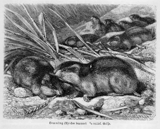 LEMMING ( Myodes lemmus)  Holzstich von 1891 NAGER MÄUSE