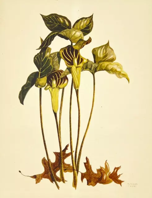 Jack-in-the-Pulpit, 1945 Kathleen Cassel Watercolor on Linen Print