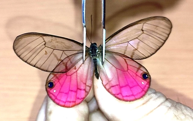 NYMPHALIDAE/Satyrinae Cithaerias aurorina, male    N°A289   Loreto Region PERU
