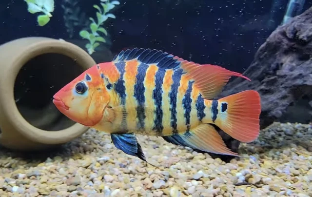 1 UNSEXED TRUE RED TERROR CICHLID 1" (Mesoheros Festae)