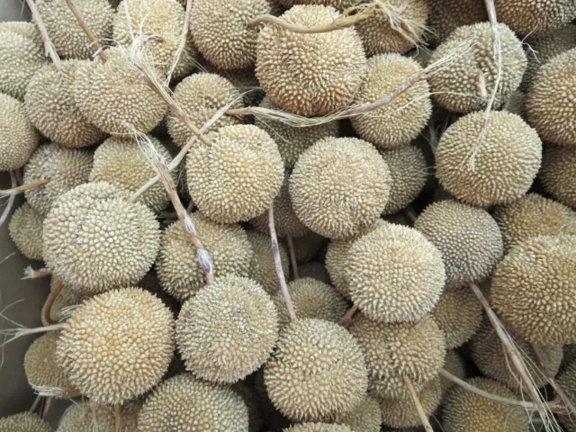 Seed Pods Heads 2021 Arizona Sycamore Tree Crafts Wreaths Decor 1.5" Dia Lot 25