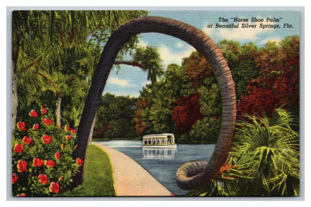 Silver Springs, FL Florida, Ocala Horse Shoe Palm Nature's Underwater, Postcard