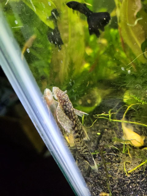 1 (1.5+inch) long finned chocolate Bristlenose Pleco (suckerfish) Tank Raised