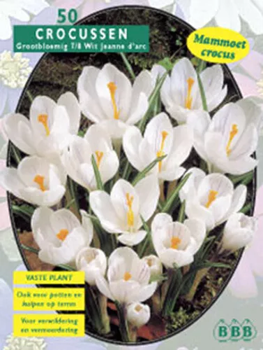 Nr. 443- Großblumige Krokusse weiß, Gr.7/8, -Großpackung- 50 Blumenzwiebeln