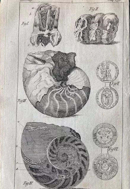 Antiquarian natural history print, STUDY of SHELLS ,circa  1752