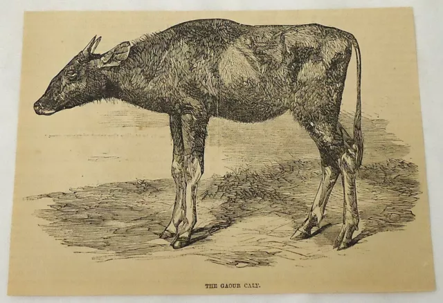 1859 magazine engraving~ THE GAOUR CALF ~ cows