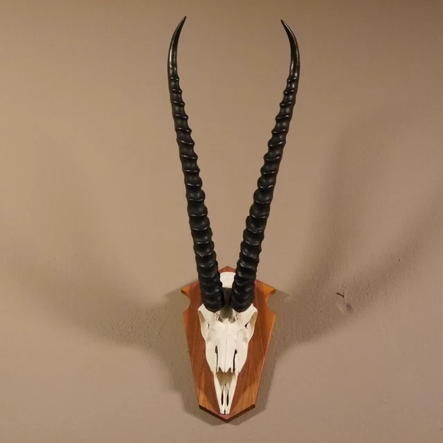 Grant - Gacela Trofeo de Calavera Hl 54 CM En Escudo de Trofeo Decoración