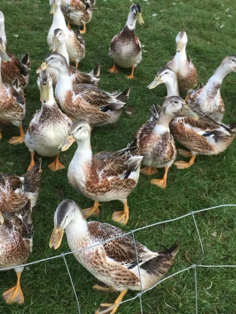 12 Silver Appleyard Large Fowl Hatching eggs