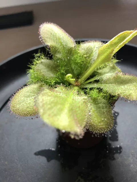 Drosera ‘Andromeda’ (schizandra x prolifera)