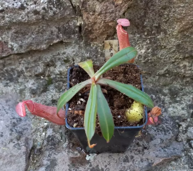 Nepenthes albomarginata red, carnivorous pitcher plant