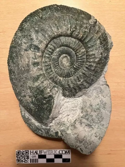 Doppelter Ammonit Grünling aus Gräfenberg