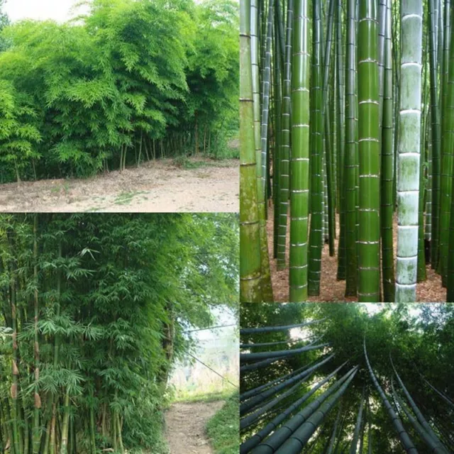 Phyllostachys Edulis - Phyllostachys Pubescens Moso Bambu - 10 VERY FRESH SEEDS