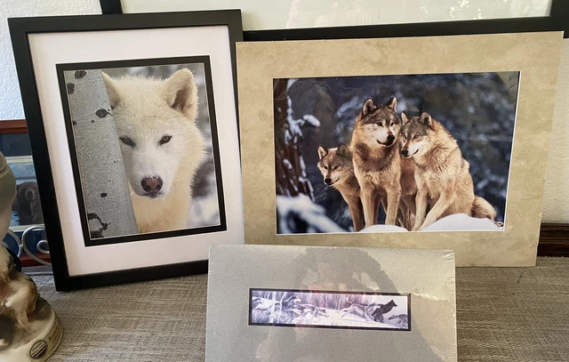 Three VNTG Wolf Pictures, One Print By GaryLyon, Two Photographs, Unsigned