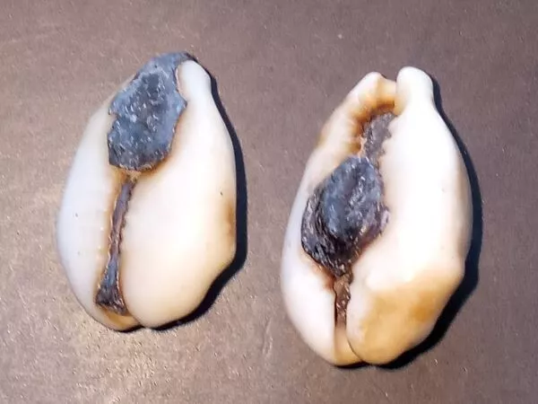 18th circa.--SOUTHEAST ASIA--ANCIENT COWRIE SHELL MONEY---set of 2 3